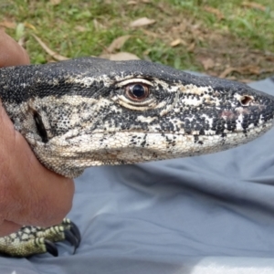 Varanus rosenbergi at Namadgi National Park - suppressed