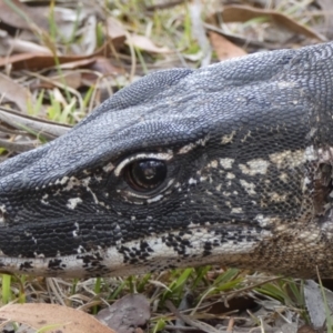 Varanus rosenbergi at Namadgi National Park - 31 Jan 2019