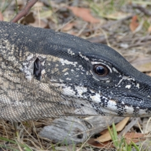 Varanus rosenbergi at Namadgi National Park - 31 Jan 2019