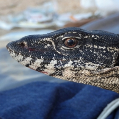 Varanus rosenbergi (Heath or Rosenberg's Monitor) at Booth, ACT - 26 Mar 2019 by DonFletcher