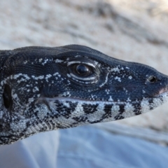 Varanus rosenbergi at Namadgi National Park - 26 Mar 2019