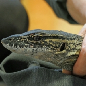 Varanus rosenbergi at Namadgi National Park - 7 Dec 2021