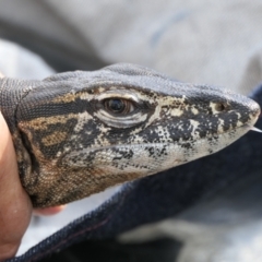 Varanus rosenbergi (Heath or Rosenberg's Monitor) at Namadgi National Park - 13 Dec 2021 by DonFletcher