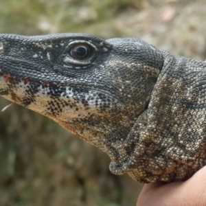 Varanus rosenbergi at Namadgi National Park - suppressed