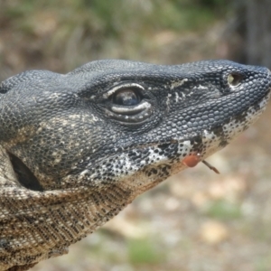 Varanus rosenbergi at Namadgi National Park - 13 Jan 2018