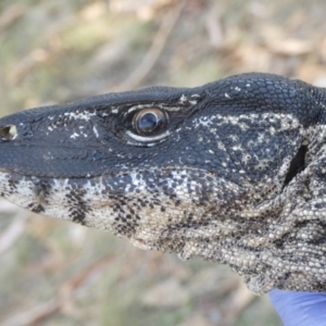 Varanus rosenbergi at Namadgi National Park - suppressed