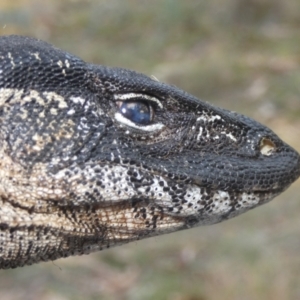 Varanus rosenbergi at Namadgi National Park - 13 Jan 2018