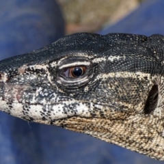 Varanus rosenbergi (Heath or Rosenberg's Monitor) at Namadgi National Park - 17 Dec 2019 by DonFletcher