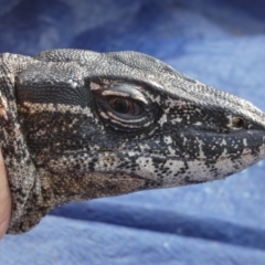 Varanus rosenbergi at Namadgi National Park - suppressed