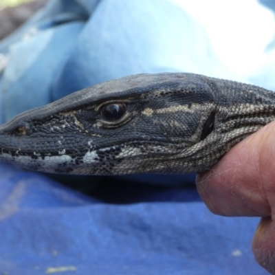 Varanus rosenbergi (Heath or Rosenberg's Monitor) at Namadgi National Park - 3 Nov 2020 by DonFletcher