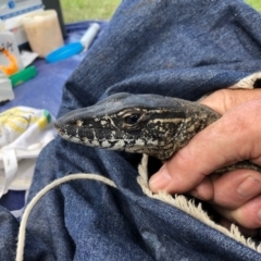 Varanus rosenbergi (Heath or Rosenberg's Monitor) at Booth, ACT - 10 Nov 2020 by DonFletcher