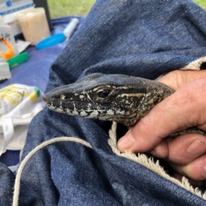 Varanus rosenbergi at Namadgi National Park - 10 Nov 2020