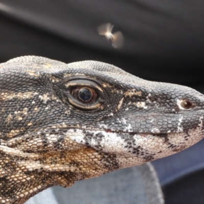 Varanus rosenbergi (Heath or Rosenberg's Monitor) at Mount Clear, ACT - 26 Nov 2020 by DonFletcher