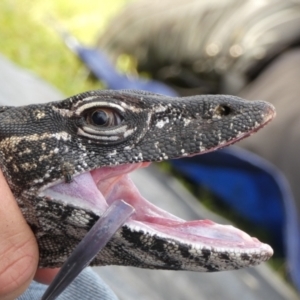 Varanus rosenbergi at Namadgi National Park - 26 Nov 2020