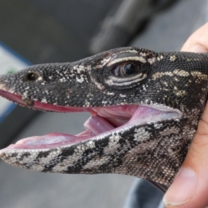 Varanus rosenbergi at Namadgi National Park - 26 Nov 2020