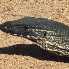 Varanus rosenbergi (Heath or Rosenberg's Monitor) at Bumbalong, NSW - 3 Oct 2019 by DonFletcher