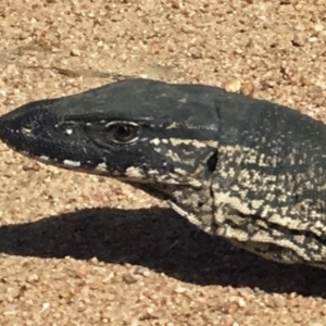Varanus rosenbergi at Bumbalong, NSW - suppressed