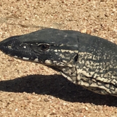 Varanus rosenbergi (Heath or Rosenberg's Monitor) at Bumbalong, NSW - 3 Oct 2019 by DonFletcher