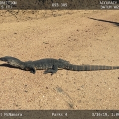 Varanus rosenbergi at Bumbalong, NSW - suppressed