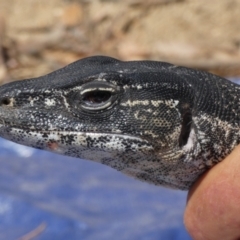 Varanus rosenbergi (Heath or Rosenberg's Monitor) at Booth, ACT - 10 Dec 2019 by DonFletcher