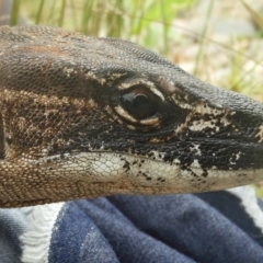 Varanus rosenbergi at Namadgi National Park - 27 Jan 2018