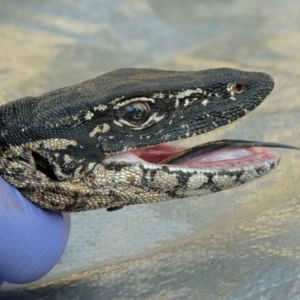 Varanus rosenbergi at Namadgi National Park - suppressed