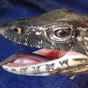 Varanus rosenbergi at Namadgi National Park - 3 Nov 2020