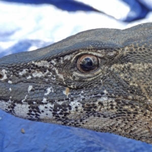 Varanus rosenbergi at Namadgi National Park - suppressed