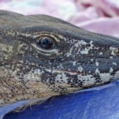 Varanus rosenbergi at Namadgi National Park - suppressed