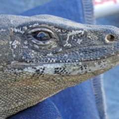 Varanus rosenbergi (Heath or Rosenberg's Monitor) at Booth, ACT - 27 Nov 2020 by DonFletcher