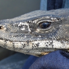 Varanus rosenbergi at Namadgi National Park - 27 Nov 2020