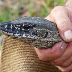 Varanus rosenbergi at Namadgi National Park - 1 Apr 2018