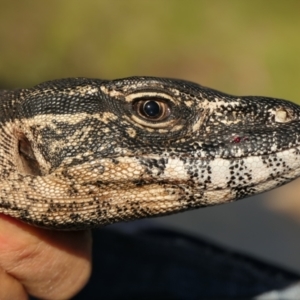 Varanus rosenbergi at Namadgi National Park - 26 Oct 2021