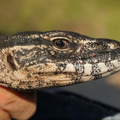 Varanus rosenbergi (Heath or Rosenberg's Monitor) at Booth, ACT - 26 Oct 2021 by DonFletcher