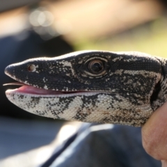 Varanus rosenbergi at Namadgi National Park - 26 Oct 2021