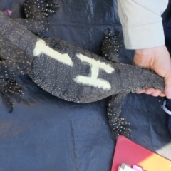 Varanus rosenbergi at Namadgi National Park - 26 Oct 2021