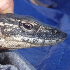 Varanus rosenbergi (Heath or Rosenberg's Monitor) at Booth, ACT - 13 Oct 2020 by DonFletcher