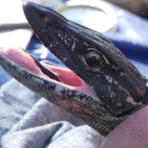 Varanus rosenbergi at Namadgi National Park - 13 Oct 2020