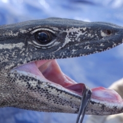 Varanus rosenbergi (Heath or Rosenberg's Monitor) at Booth, ACT - 5 Oct 2020 by DonFletcher