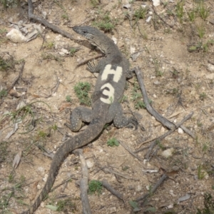 Varanus rosenbergi at Namadgi National Park - 5 Oct 2020