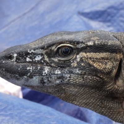 Varanus rosenbergi (Heath or Rosenberg's Monitor) at Booth, ACT - 3 Nov 2020 by DonFletcher