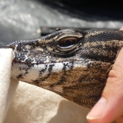 Varanus rosenbergi at Namadgi National Park - 25 Nov 2020