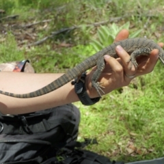 Varanus rosenbergi (Heath or Rosenberg's Monitor) at Namadgi National Park - 16 Nov 2021 by DonFletcher