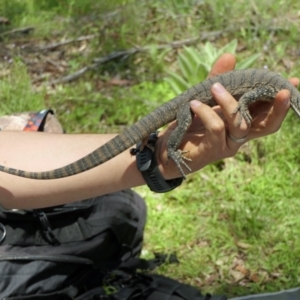 Varanus rosenbergi at Namadgi National Park - 16 Nov 2021