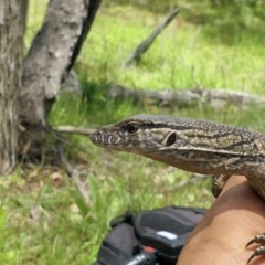 Varanus rosenbergi at Namadgi National Park - 16 Nov 2021