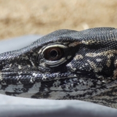 Varanus rosenbergi (Heath or Rosenberg's Monitor) at Namadgi National Park - 26 Mar 2019 by DonFletcher