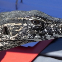 Varanus rosenbergi at Namadgi National Park - 26 Mar 2019