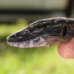 Varanus rosenbergi (Heath or Rosenberg's Monitor) at Booth, ACT - 31 Oct 2021 by DonFletcher