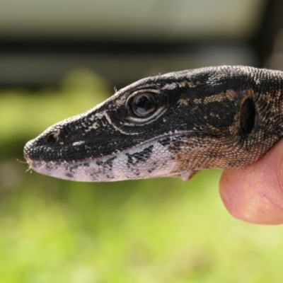 Varanus rosenbergi (Heath or Rosenberg's Monitor) at Booth, ACT - 31 Oct 2021 by DonFletcher