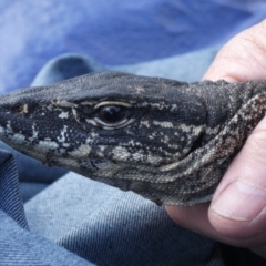 Varanus rosenbergi (Heath or Rosenberg's Monitor) at Namadgi National Park - 19 Oct 2020 by DonFletcher